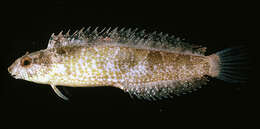 Image of Variable Blenny