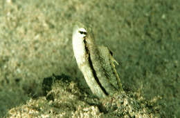 Image of Smooth blenny