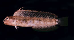 Image of Smooth blenny