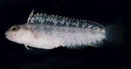 Image of Smooth blenny