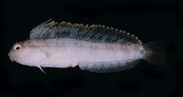 Image of Smooth blenny