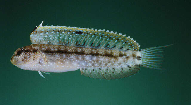 Image of Smooth blenny