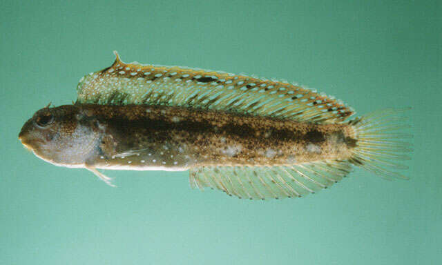 Image of Smooth blenny