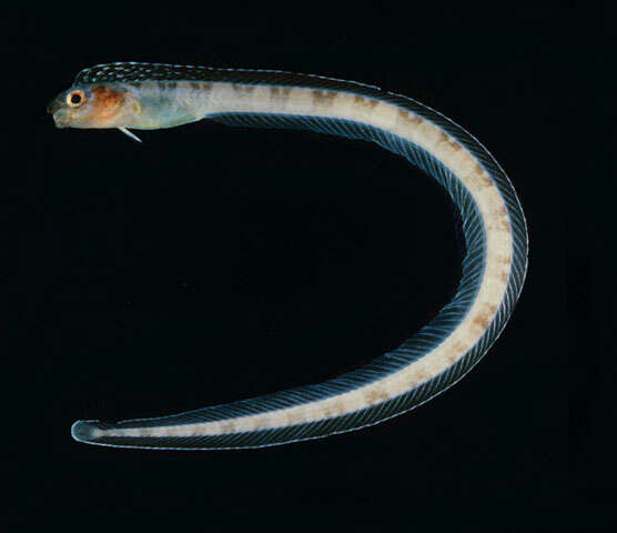 Image of Japanese snake blenny