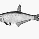 Image of Dusky hairfin anchovy