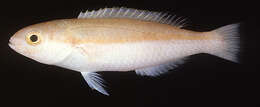 Image of Gomon&#39;s tuskfish