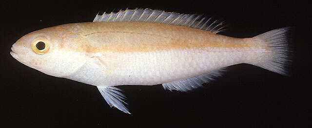 Image of Gomon&#39;s tuskfish