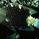 Image of Abudjubbe’s splendor wrasse