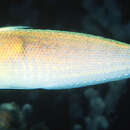 Image of Light colored wrasse fish