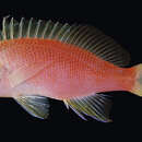 Image de Pseudanthias flavicauda Randall & Pyle 2001