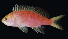 Image of Yellowtail anthias