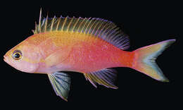 Image of Yellowtail anthias