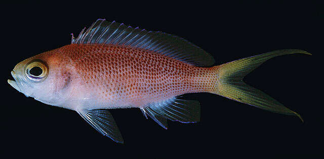 Image of Yellowtail anthias