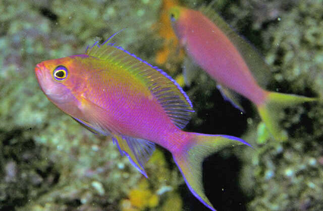 Image of Yellowtail anthias