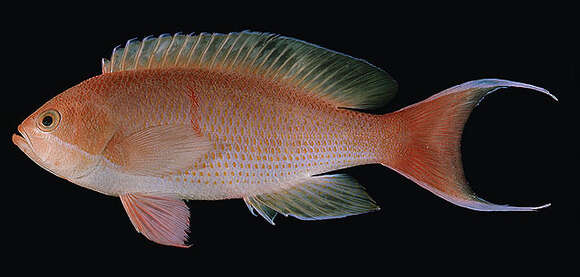 Image of Hiva basslet