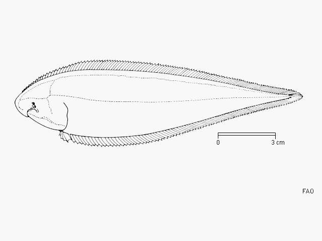 Image of Malabar Sole