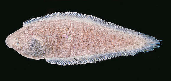 Image of Malabar Sole