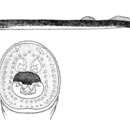 Image of Australian brook lamprey