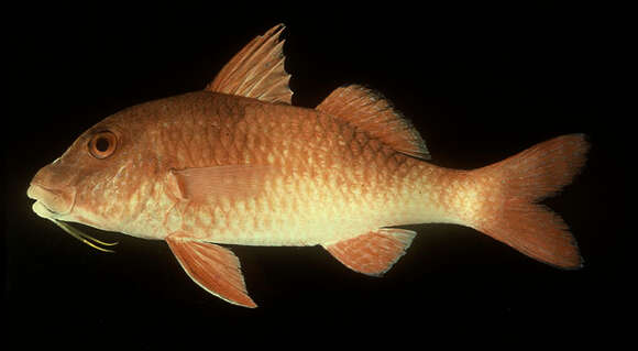 Image of Doublebar goatfish