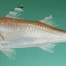 Image of Darom&#39;s goatfish