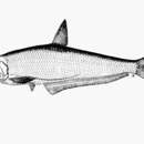 Image of Gangetic anchovy