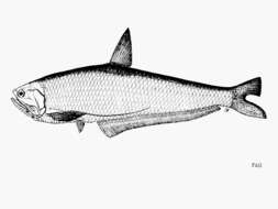 Image of Gangetic anchovy