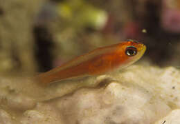 Image of Pale dwarfgoby