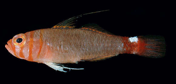 Image of Two-saddle pygmygoby