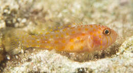Image of Putra’s pygmygoby