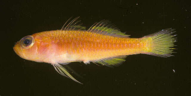 Image of Redearth dwarfgoby