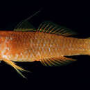 Image of Wouter&#39;s pygmygoby