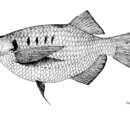 Image of Asian hatchetfish