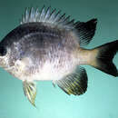 Image of Amblyglyphidodon melanopterus Allen & Randall 2002