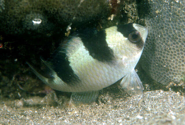 Image of Banggai damselfish