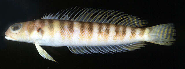 Image of Redbanded weever