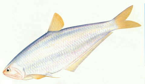 Image of Hairfin anchovy