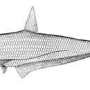 Image of Burma hairfin anchovy