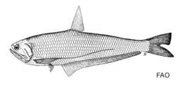 Image of Burma hairfin anchovy