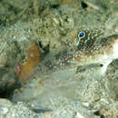 Image of Signal goby