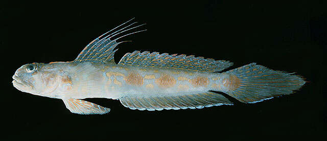 Image of Mindanao sleeper-goby