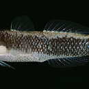 Image of Striped barbelgoby