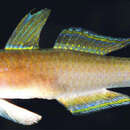 Image of Colin&#39;s fairygoby