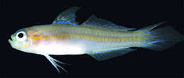 Image of Longfin fairygoby