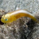 Image of Dinah&#39;s goby