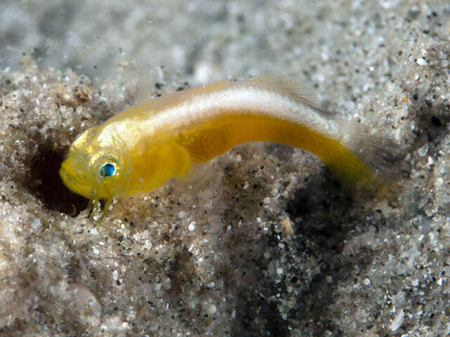 Image of Dinah&#39;s goby