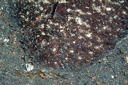 Image of Blotched sole