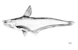 Image of Bornean grenadier anchovy