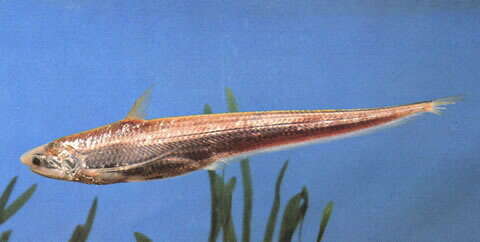 Image of Yangtse grenadier anchovy