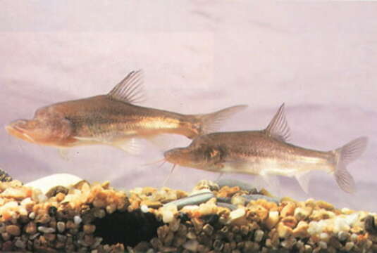 Image of Blind golden-line barbel