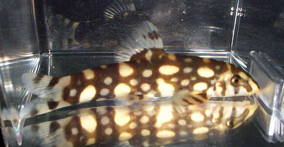 Image of Kubota's Clown Loach